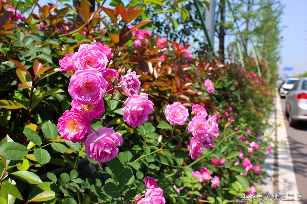 宁波西塘河路线图,宁波西塘河公园二期