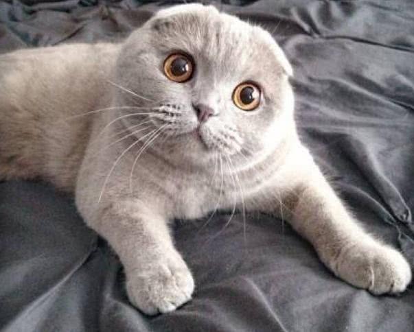 世界上顶级的十大宠物猫,世界上最贵的猫六个亿布偶猫