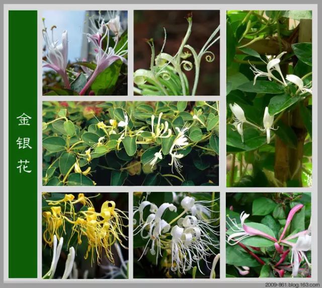 最全花品种,史上最简单的十种花