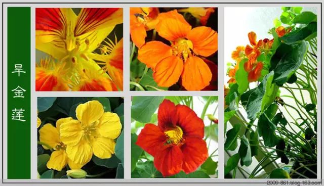 最全花品种,史上最简单的十种花