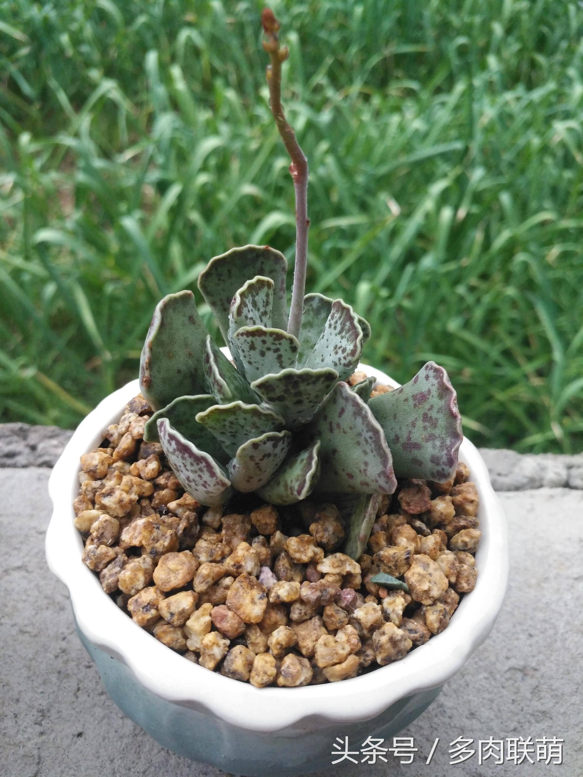 满园春色留不住下一句,满园春色留不住来自哪首古诗