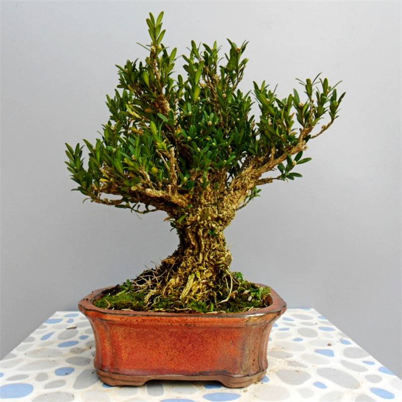 黄杨盆景好养吗怎么养,黄杨盆栽生长得快吗