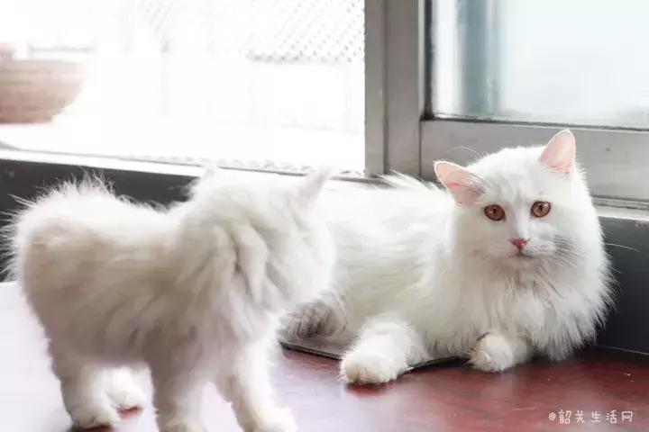 喂！妖妖灵吗？韶关这条巷子内有人聚众吸猫！已经有人沦陷了……