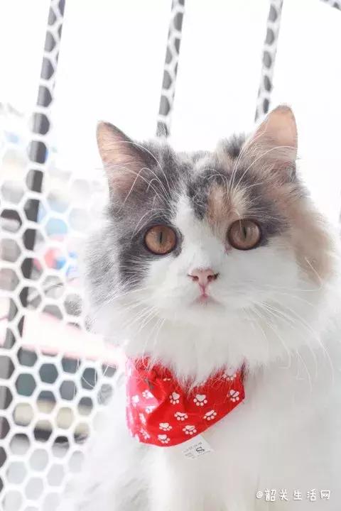 共享吸猫啦！藏身市区小巷内的这家撸猫馆，开门那刻，心就融化了