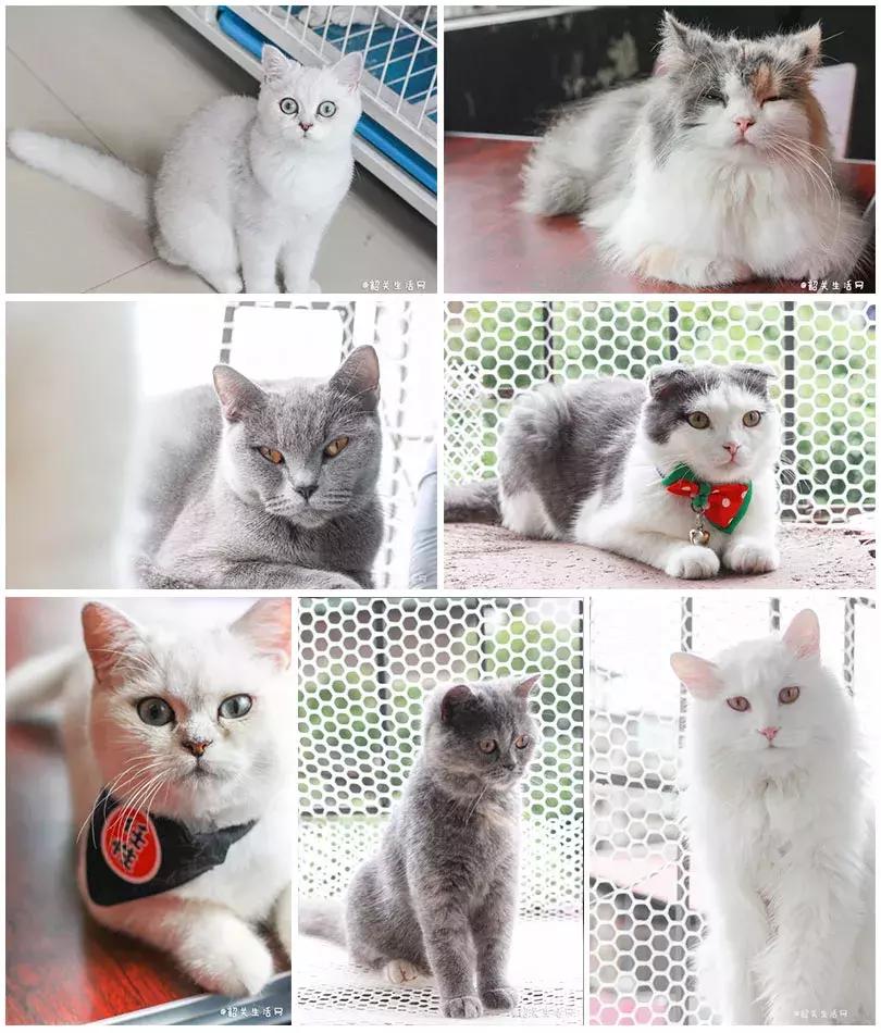 喂！妖妖灵吗？韶关这条巷子内有人聚众吸猫！已经有人沦陷了……