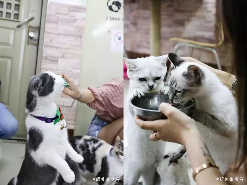 共享吸猫啦！藏身市区小巷内的这家撸猫馆，开门那刻，心就融化了