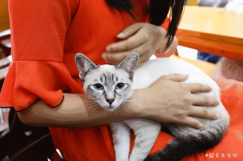 喂！妖妖灵吗？韶关这条巷子内有人聚众吸猫！已经有人沦陷了……