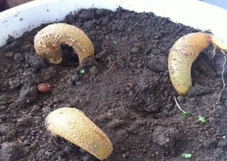 怎么种榴莲盆栽,榴莲核能种出榴莲树吗