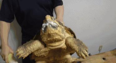 杭州男子钓10斤重鱼,浙江杭州男子钓到近70斤重大鱼