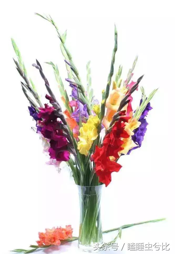 母亲节送妈妈什么礼物比较实用,母亲节送给妈妈应该送几枝花