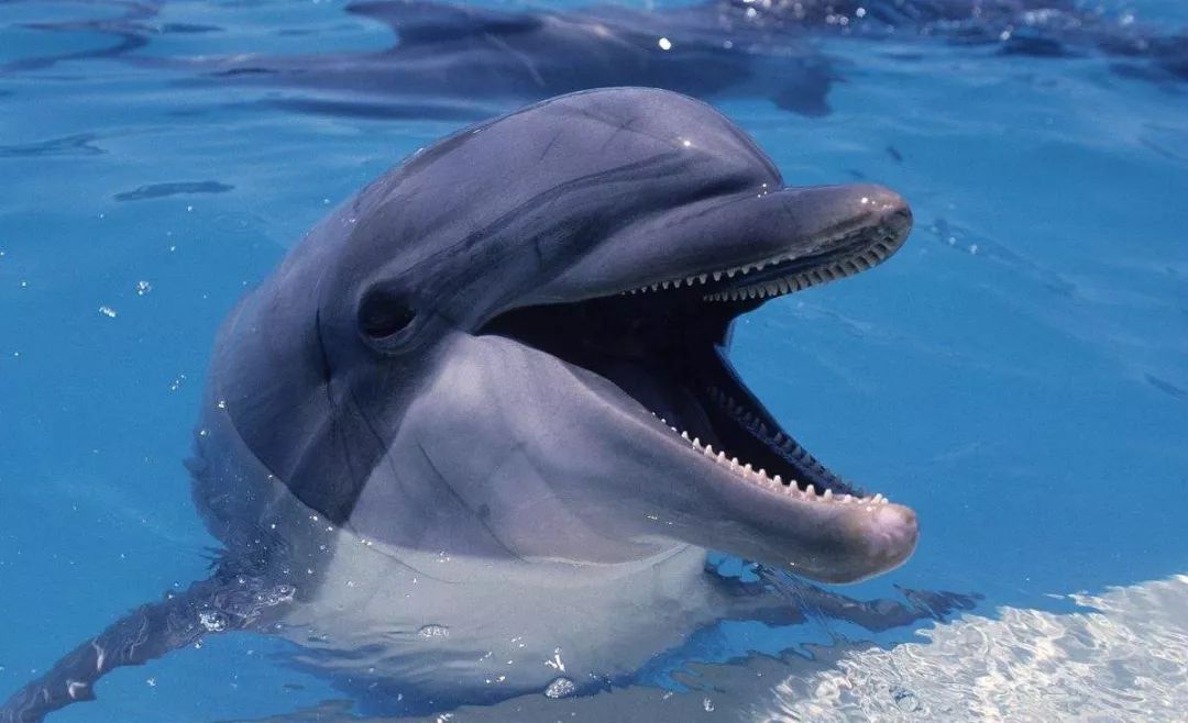 鸟与豚，高智商动物群像