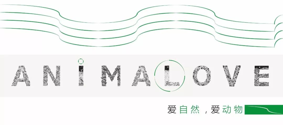 鸟与豚，高智商动物群像