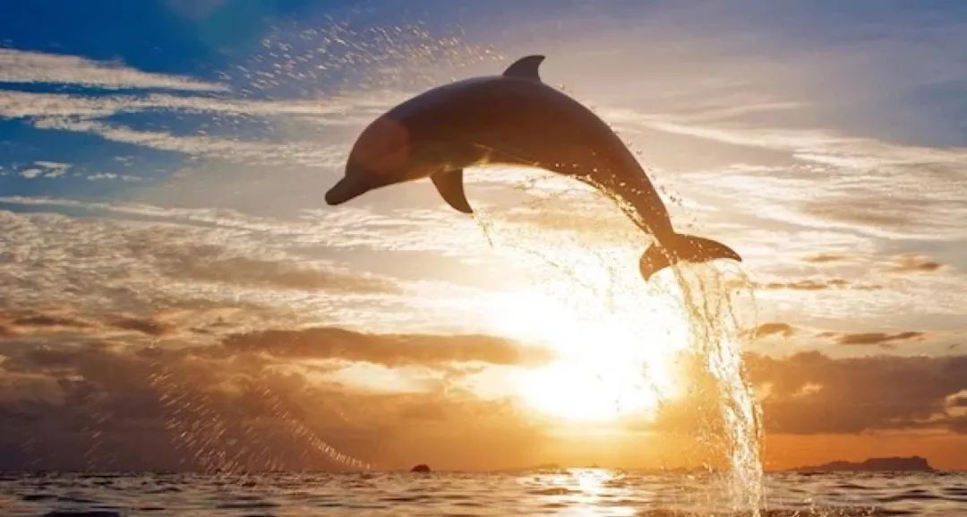 鸟与豚，高智商动物群像