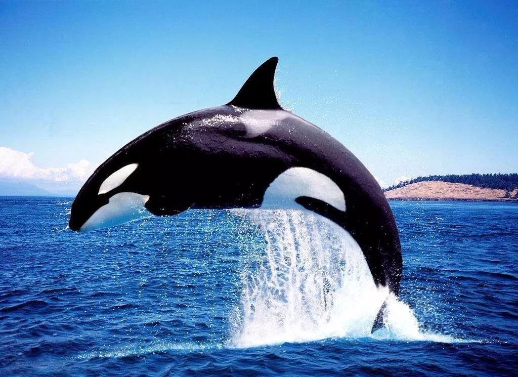 鸟和人类基因相似度多少,鸟和猫的智商哪个高