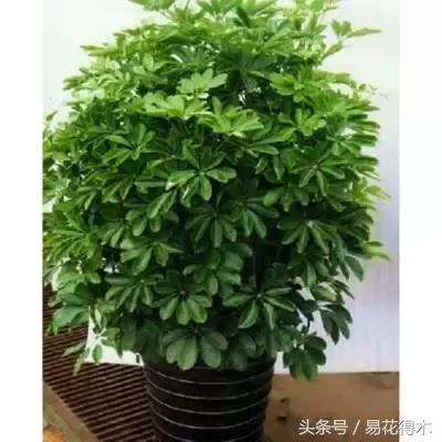 鹅掌柴种植与养护知识,鹅掌柴和鸭脚木的区别