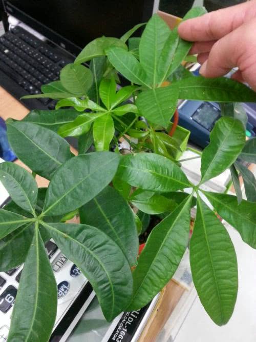 养好发财树其实很简单,养好发财树掌握三个小技巧