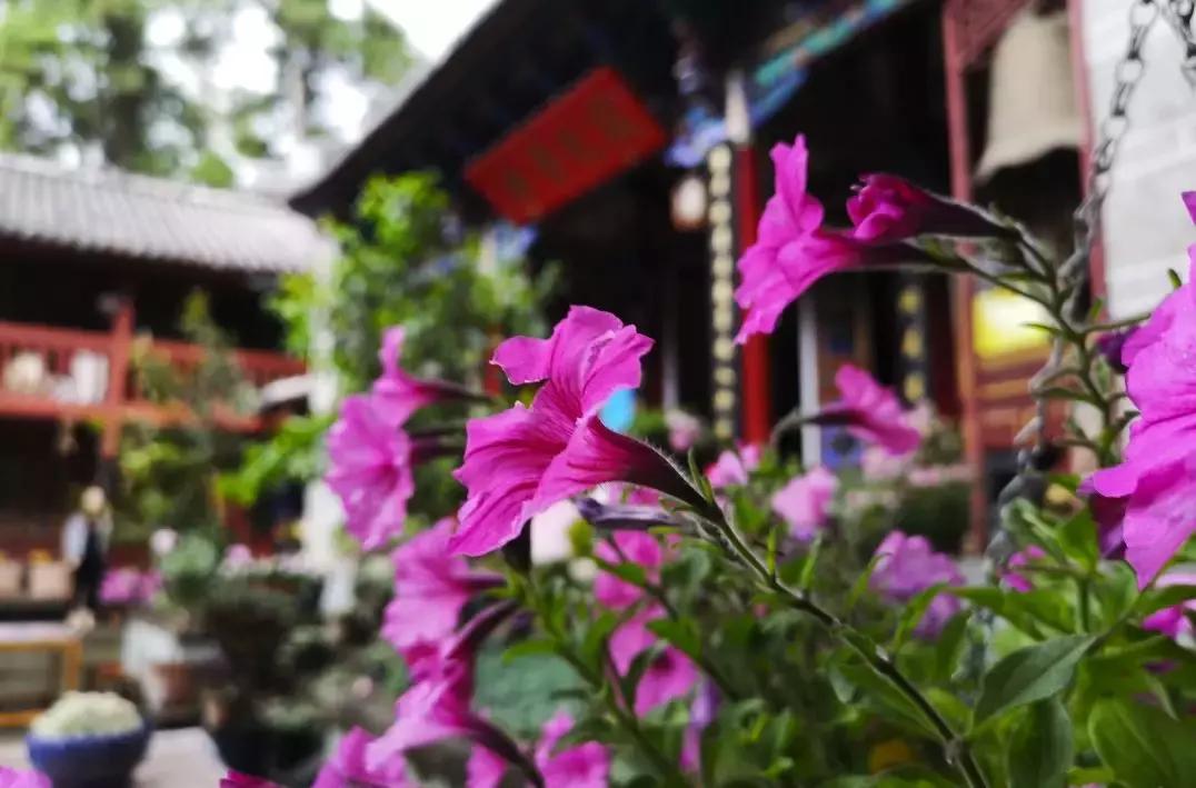 5月去了让人心安的大理,5月份大理玩什么