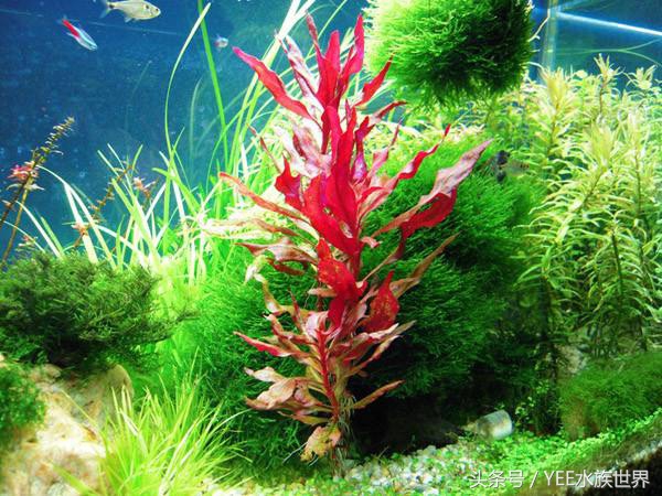 怎么让草缸变得更高级,怎么样让草缸草越来越绿