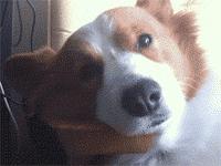 妖猫传电影中最美的片段,电影妖猫传长安的图片