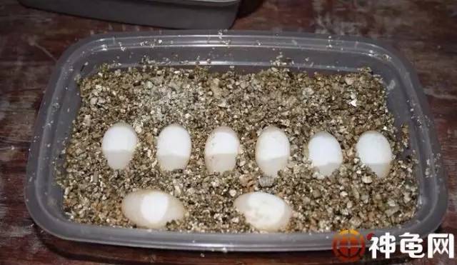 龟苗孵化要注意什么事项,龟苗孵化期什么时候