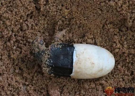 孵化龟苗需要注意什么细节,孵化龟苗最晚几月份出壳