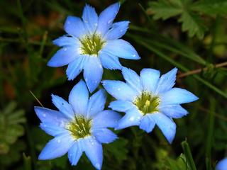 易读错中药名看看你认识几种,16种中药命名