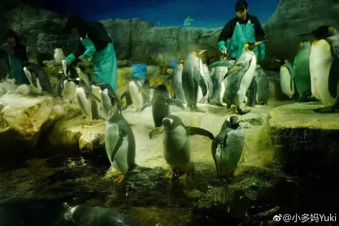 北海道冬季亲子游的景点有哪些,北海道冬天旅游亲子游攻略