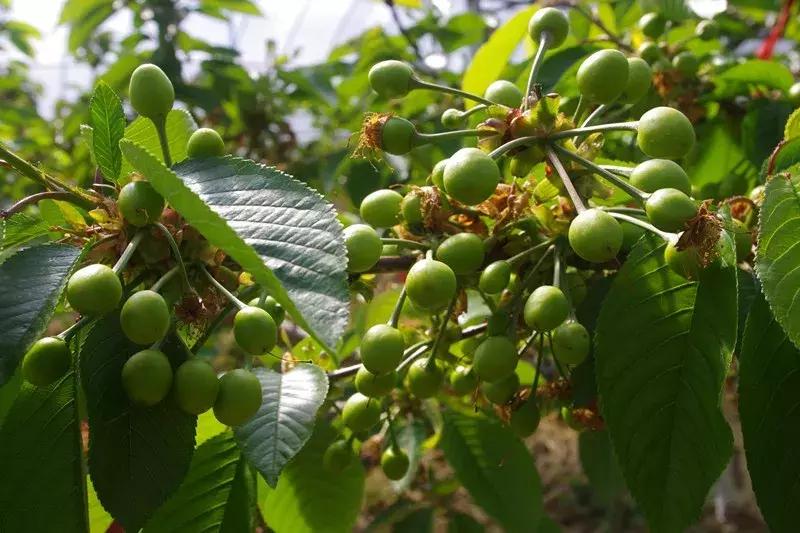车厘子在国内何时上市,车厘子浙江种出来会结果吗
