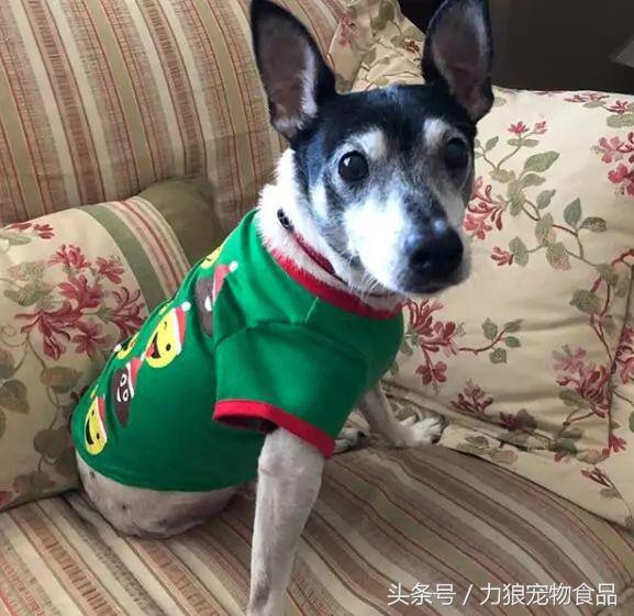 狗狗跑到床上尿尿该惩罚吗,狗狗为啥突然开始在主人床上尿泡