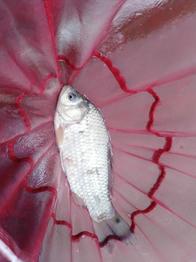 自制专攻野河大鲤饵料,自制白鲫饵料最好