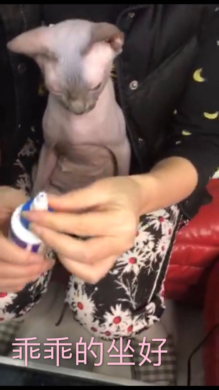 斯芬克斯无毛猫的日常护理与清洁