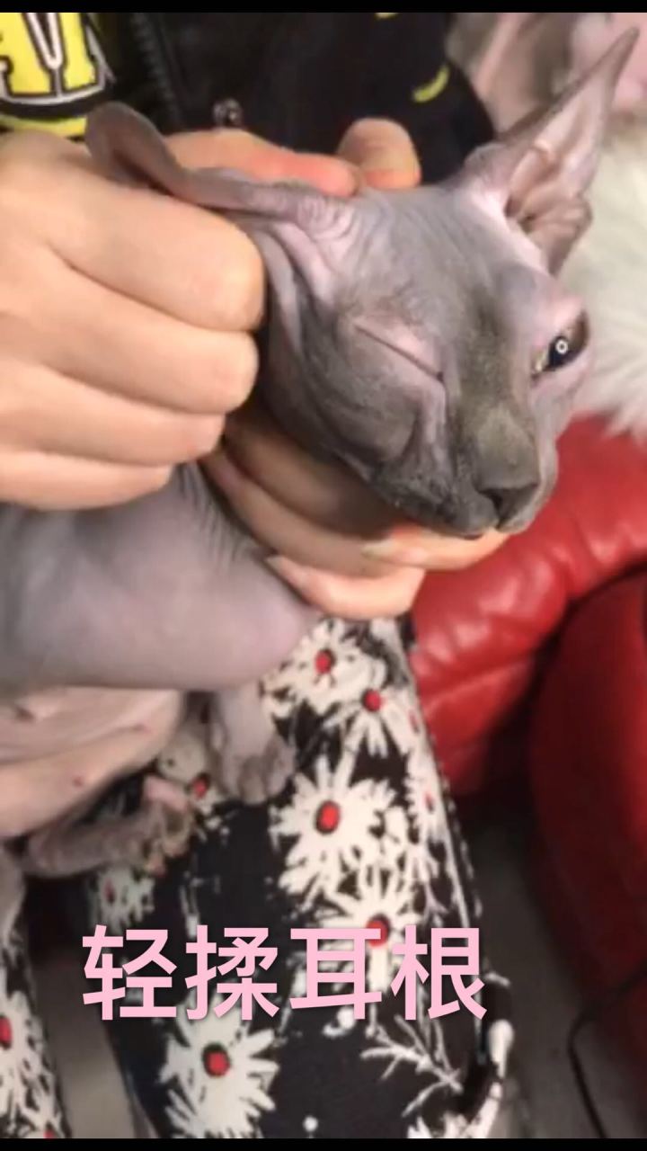 斯芬克斯无毛猫的日常护理与清洁