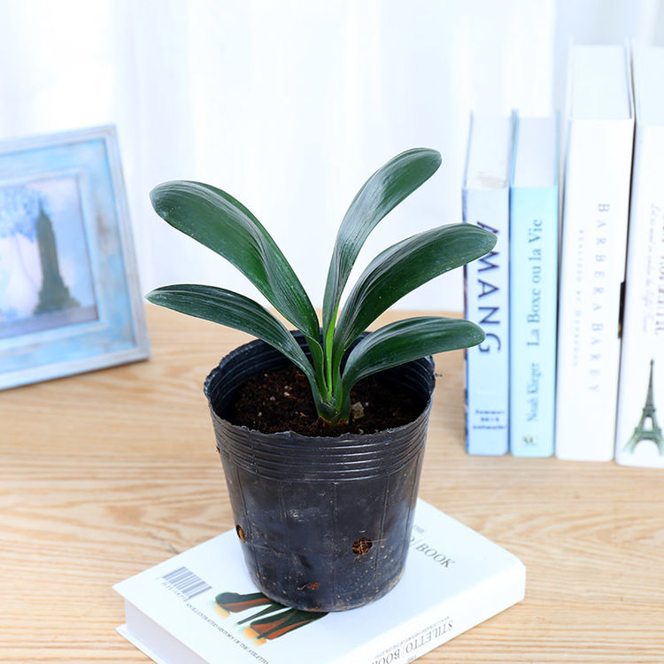 什么盆栽甲醛少好养的,养不死的小盆栽净化空气