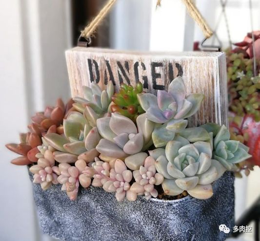 多肉徒长的原因和解决方法,多肉徒长的原因及处理方法