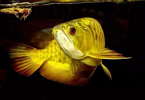 龙鱼繁殖为什么难,龙鱼容易出现的问题