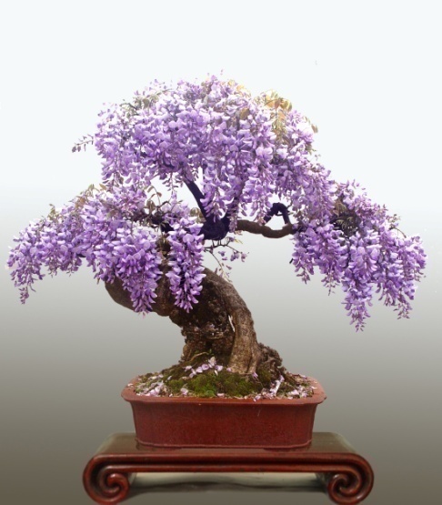 紫藤盆景的养殖方法和注意事项,紫藤盆景怎么养护和管理方法