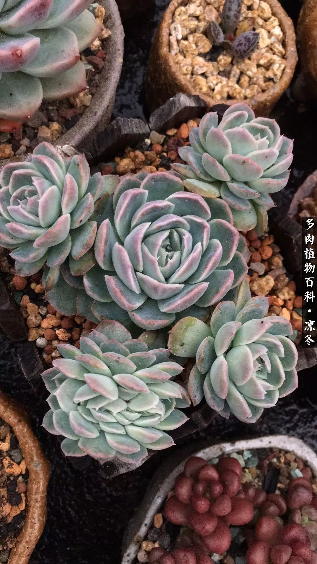 一入装修深似海从此钱包是路人,一入花坑深似海从此钱包成路人