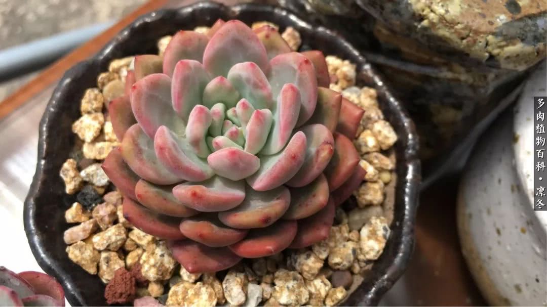 一入装修深似海从此钱包是路人,一入花坑深似海从此钱包成路人