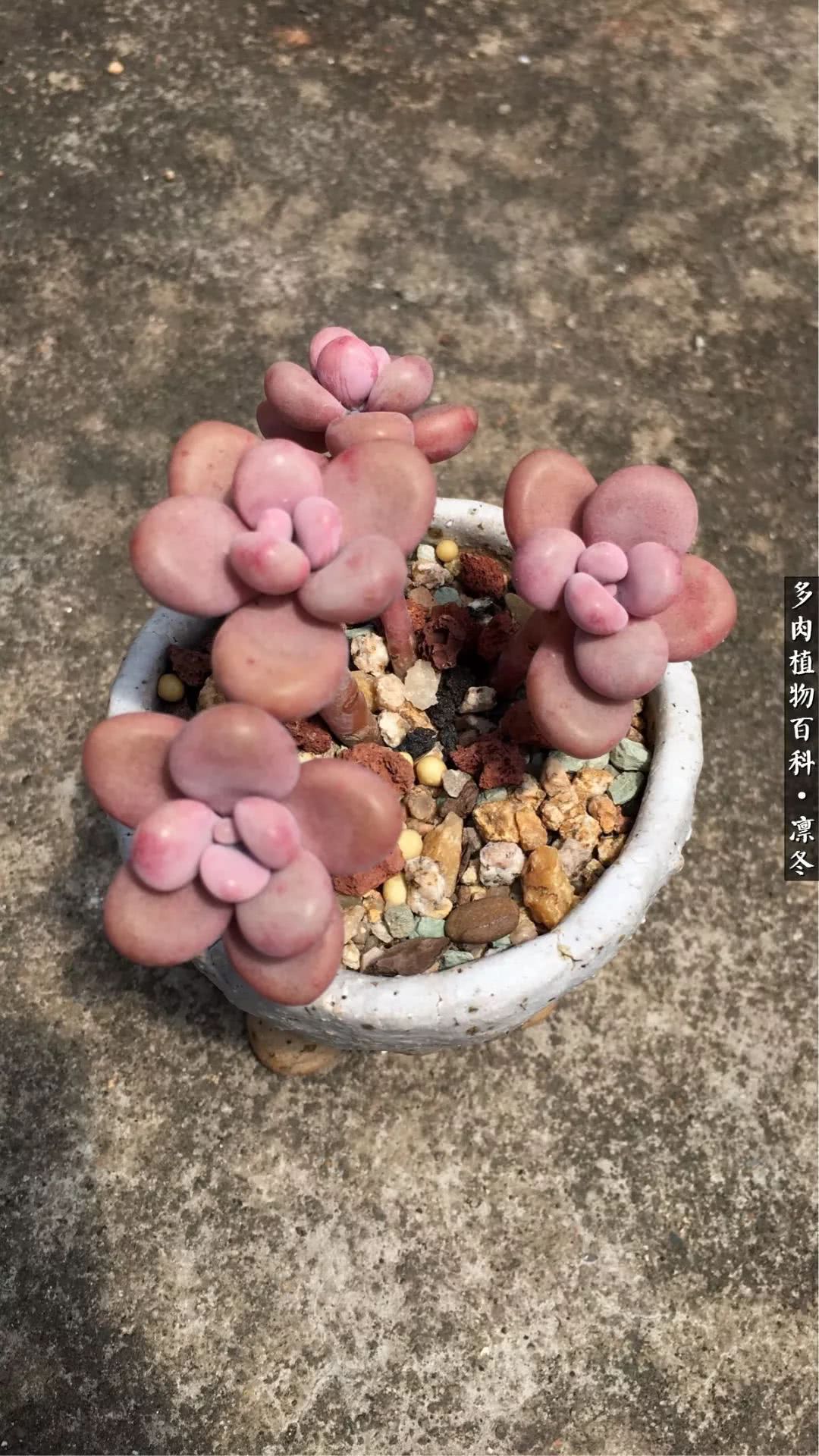 一入装修深似海从此钱包是路人,一入花坑深似海从此钱包成路人