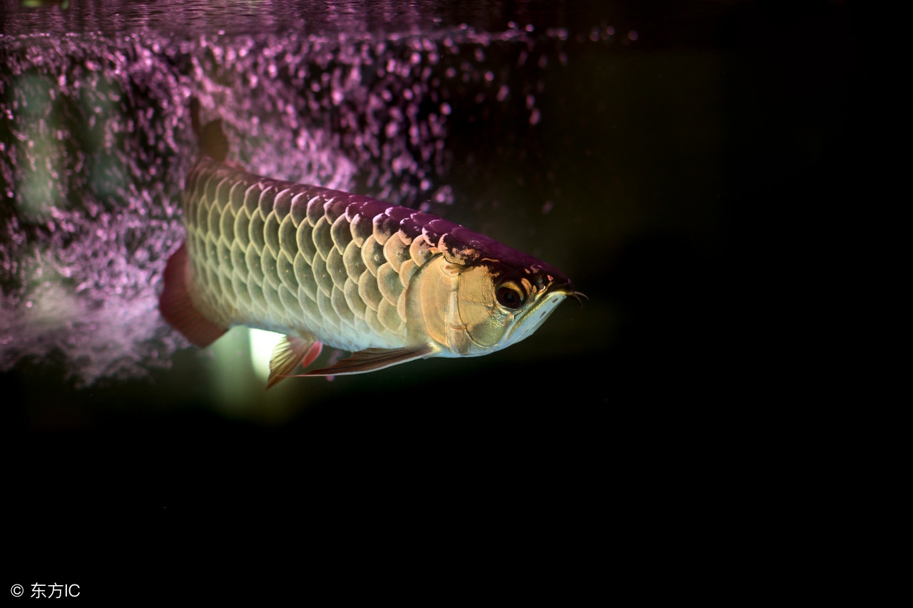 龙鱼繁殖为什么难,龙鱼容易出现的问题