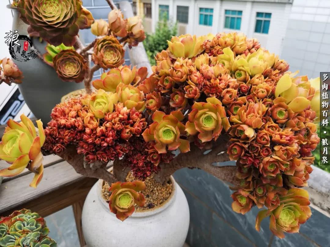 多肉度夏的前期准备,多肉度夏前杀菌