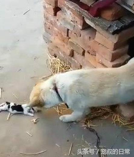 狗妈妈难产幼崽死掉,狗妈妈难产去世救下狗崽