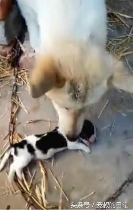 狗妈妈难产幼崽死掉,狗妈妈难产去世救下狗崽