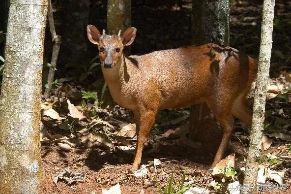 是鹿而非鹿的动物-麂