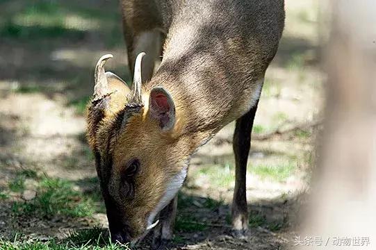 是鹿而非鹿的动物-麂