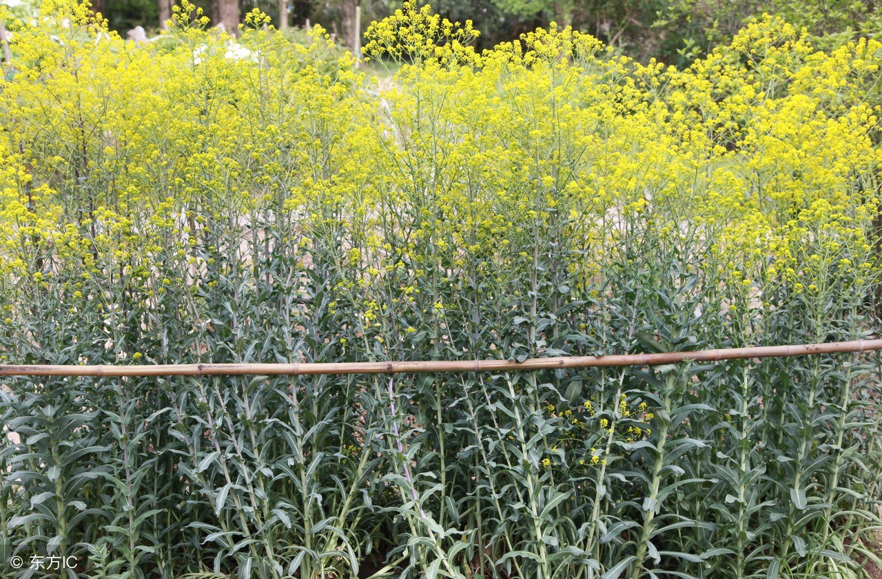 中药板蓝根的妙用,中药板蓝根疗效