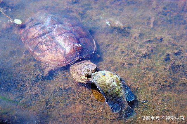 鳄龟科普视频之鳄龟可以放生吗,鳄龟为什么不能放生不能吃