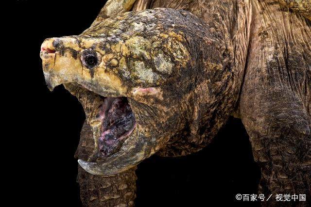 鳄龟放生的危害,鳄龟可以吃死龟吗