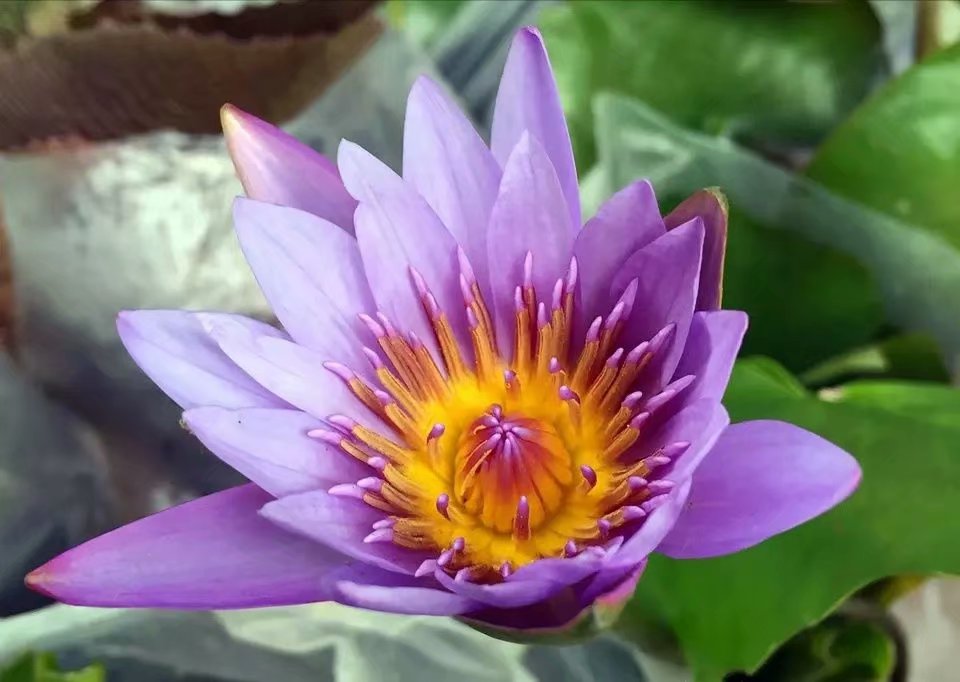 阳台种睡莲,睡莲放阳台可以吗