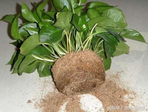 养绿萝只需加几粒它绿萝疯长,绿萝怎么养才能更旺盛加酱油